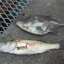 下関フィッシングパーク 釣果