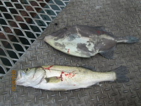 下関フィッシングパーク 釣果