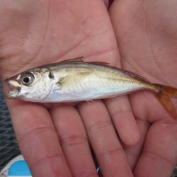 オリジナルメーカー海づり公園(市原市海づり施設) 釣果