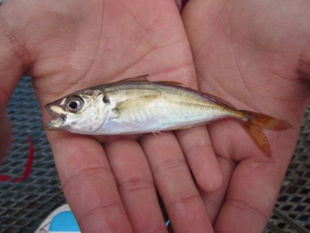 オリジナルメーカー海づり公園(市原市海づり施設) 釣果