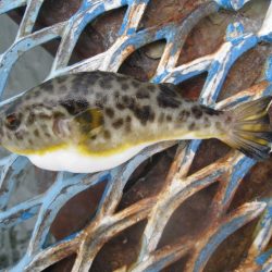 オリジナルメーカー海づり公園(市原市海づり施設) 釣果