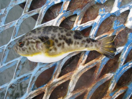 オリジナルメーカー海づり公園(市原市海づり施設) 釣果