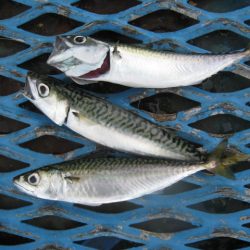 オリジナルメーカー海づり公園(市原市海づり施設) 釣果