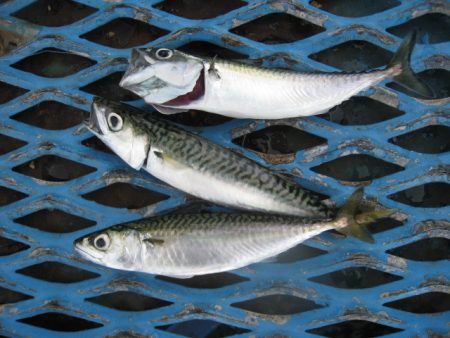 オリジナルメーカー海づり公園(市原市海づり施設) 釣果