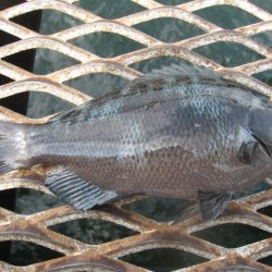 オリジナルメーカー海づり公園(市原市海づり施設) 釣果