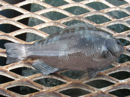 オリジナルメーカー海づり公園(市原市海づり施設) 釣果