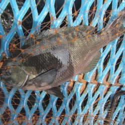 オリジナルメーカー海づり公園(市原市海づり施設) 釣果