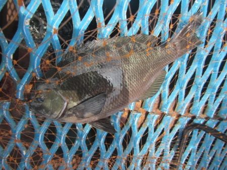 オリジナルメーカー海づり公園(市原市海づり施設) 釣果