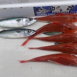 フィッシングボート空風(そらかぜ) 釣果