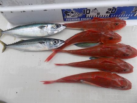 フィッシングボート空風(そらかぜ) 釣果