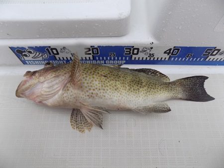 フィッシングボート空風(そらかぜ) 釣果