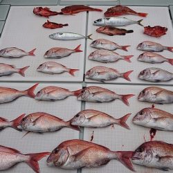 フィッシングボートACE(エース) 釣果