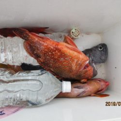 大進丸(新潟) 釣果