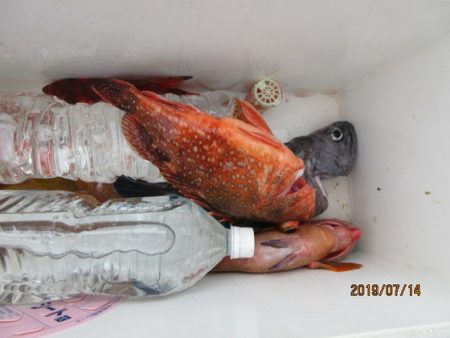 大進丸(新潟) 釣果