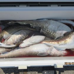 大進丸（新潟） 釣果