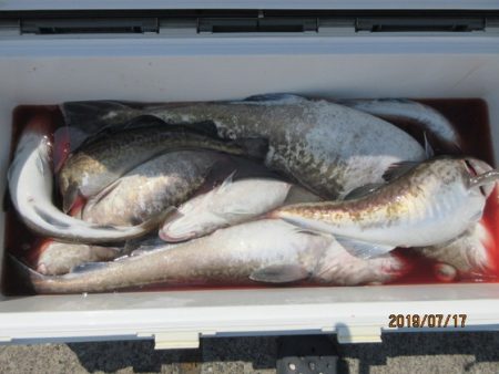 大進丸（新潟） 釣果