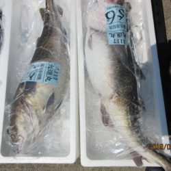 大進丸（新潟） 釣果