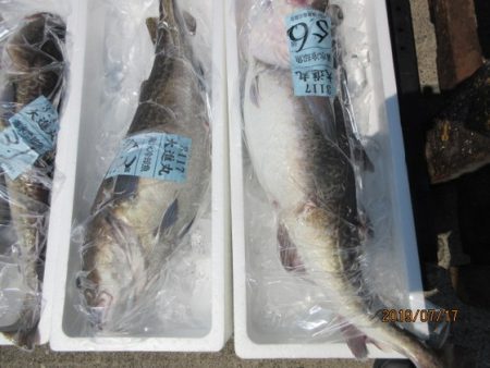 大進丸（新潟） 釣果