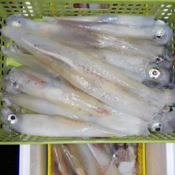 第二龍勢丸 釣果