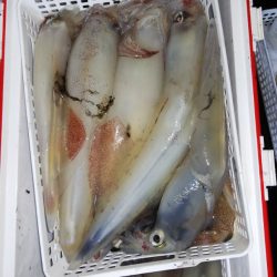 第二龍勢丸 釣果