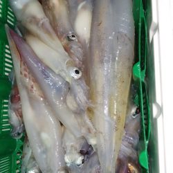 第二龍勢丸 釣果