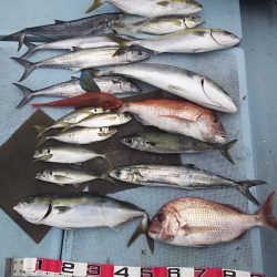 清和丸 釣果