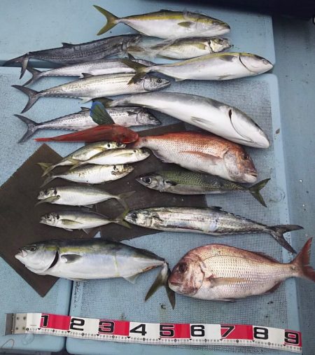 清和丸 釣果