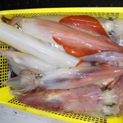 第二龍勢丸 釣果