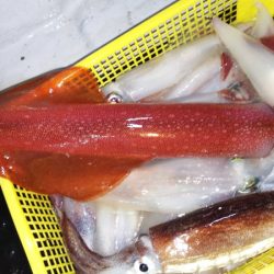 第二龍勢丸 釣果