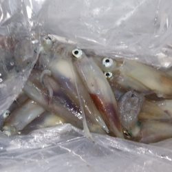 第二龍勢丸 釣果