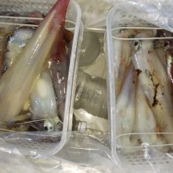 第二龍勢丸 釣果