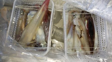 第二龍勢丸 釣果