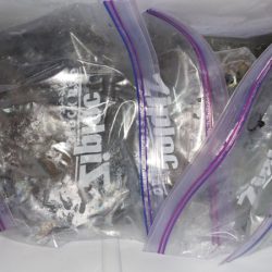 第二龍勢丸 釣果