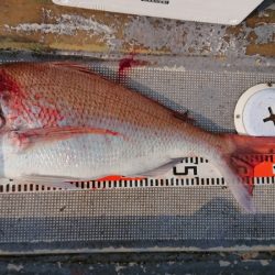 FISHING RISKY 釣果