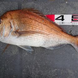 FISHING RISKY 釣果