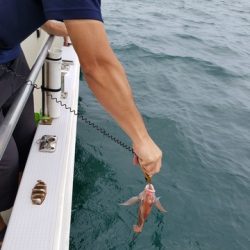 遊漁船　ニライカナイ 釣果