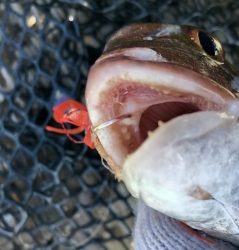 利弥丸(としやまる) 釣果