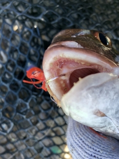 利弥丸(としやまる) 釣果