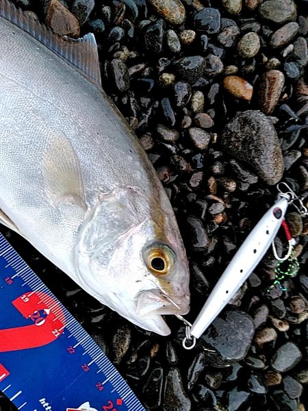 トリプルフックに確実にフッキング！【シャウト（Shout!）レイズ　インプレッション】