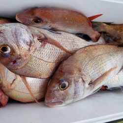 オーフリー 釣果