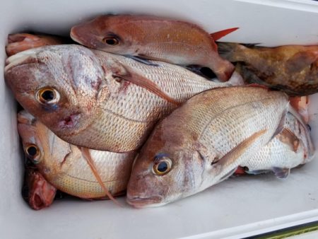 オーフリー 釣果