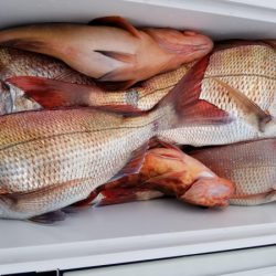 オーフリー 釣果