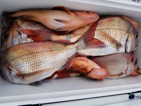 オーフリー 釣果