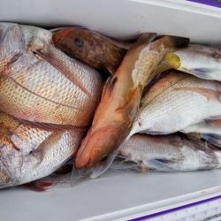 オーフリー 釣果