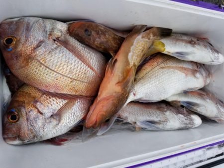 オーフリー 釣果