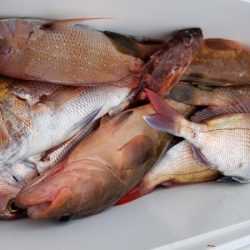 オーフリー 釣果