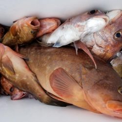 オーフリー 釣果