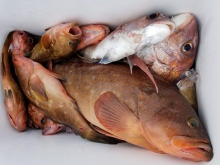 オーフリー 釣果