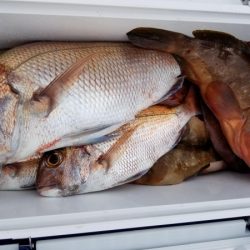 オーフリー 釣果