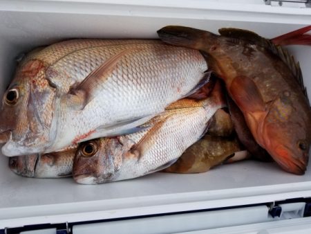 オーフリー 釣果